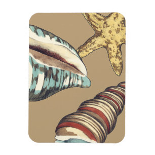 Shell Trio op Khaki Magneet