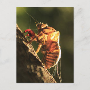 Shell van een Cicada Briefkaart