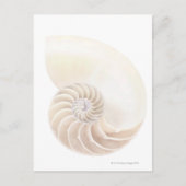 Shell van Nautilus, close-up Briefkaart (Voorkant)