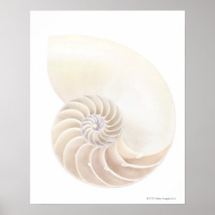 Shell van Nautilus, close-up Poster