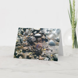 Shells op het Strand Kaart