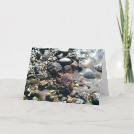 Shells op het Strand Kaart