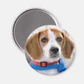 Shelter Beagle Foto Magneet (Voorkant / Achterkant)