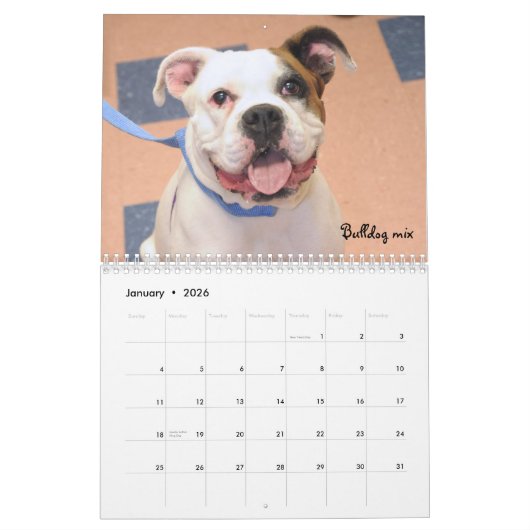 Shelter Dogs Calendar Kalender (Jan 2026)