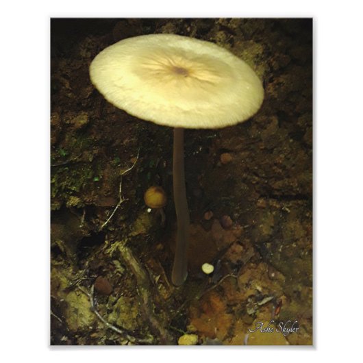 Shelter Foto Afdruk (Voorkant)