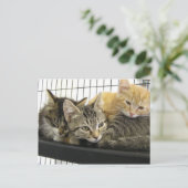 Shelter Kittens Briefkaart (Staand voorkant)