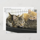 Shelter Kittens Briefkaart (Voorkant / Achterkant)