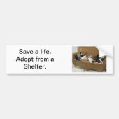 Shelter Kittens Bumpersticker (Voorkant)