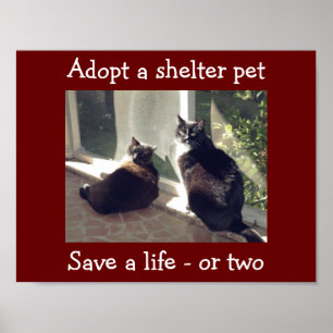 Shelter Pets aannemen Poster