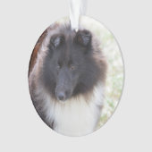 Sheltie adorable (devant)