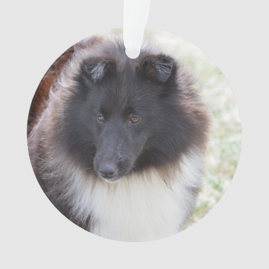 Sheltie adorable (devant)