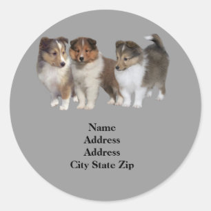 Sheltie adreslabel ronde sticker