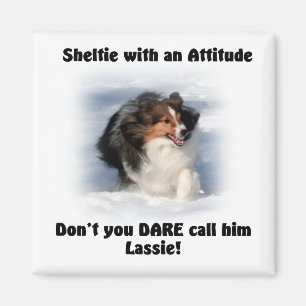 Sheltie Attitude Magnet Magneet