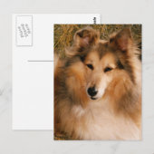 Sheltie Briefkaart (Voorkant / Achterkant)