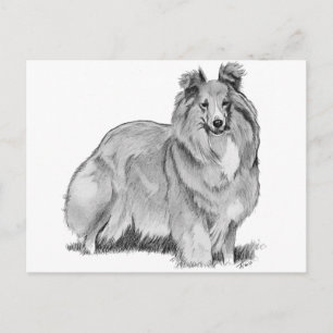 Sheltie Briefkaart