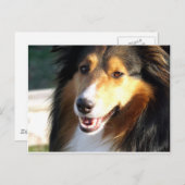 Sheltie Briefkaart (Voorkant / Achterkant)