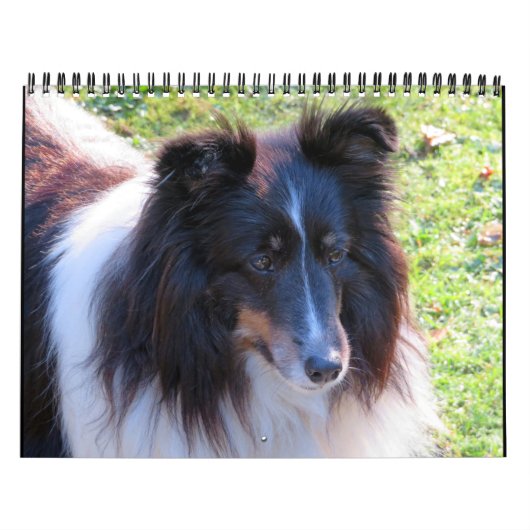 Sheltie Calendar Kalender (Hoes)