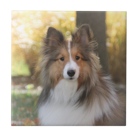 Sheltie Ceramic Tile Tegeltje (Voorkant)