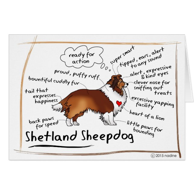 Sheltie de sable (Devant horizontal)