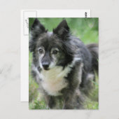 Sheltie Dog Afbeelding Briefkaart (Voorkant / Achterkant)