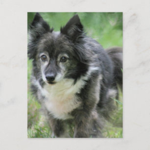 Sheltie Dog Afbeelding Briefkaart