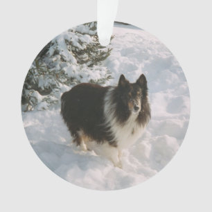 Sheltie et Husky s'amusent dans la neige