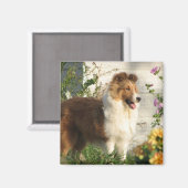 Sheltie in bloemen magneet (Voorkant / Achterkant)
