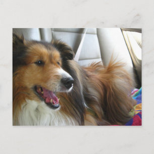 Sheltie in de auto briefkaart