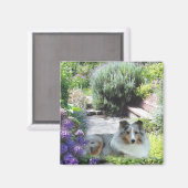Sheltie Magnet Magneet (Voorkant / Achterkant)