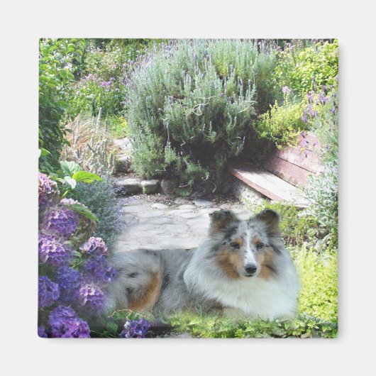 Sheltie Magnet Magneet (Voorkant)