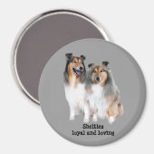 Sheltie Magnet Magneet (Voorkant / Achterkant)
