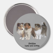 Sheltie Magnet Magneet (Voorkant / Achterkant)