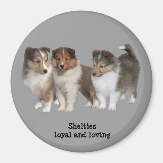 Sheltie Magnet Magneet (Voorkant)