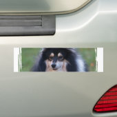 Sheltie Photo Bumpersticker (Op auto)