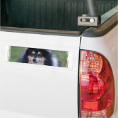 Sheltie Photo Bumpersticker (Op Truck)
