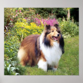 Sheltie Print (Voorkant)