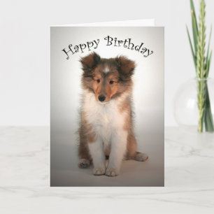 Sheltie Puppy Birthday Card Kaart