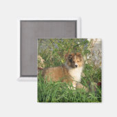 Sheltie puppy staande in gras en bloemen magneet (Voorkant / Achterkant)
