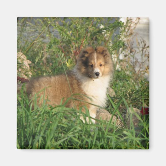 Sheltie puppy staande in gras en bloemen magneet (Voorkant)