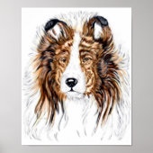 Sheltie Shetland Sheepdog Bust Poster (Voorkant)