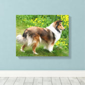 Sheltie Shetland Sheepdog Schilderij Canvas (Insitu (Houten vloer))