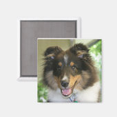 Sheltie Square Magnet Magneet (Voorkant / Achterkant)