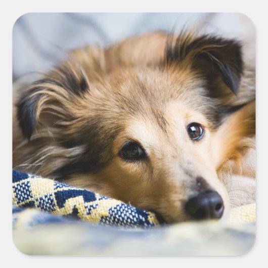 Sheltie sticker (Voorkant)