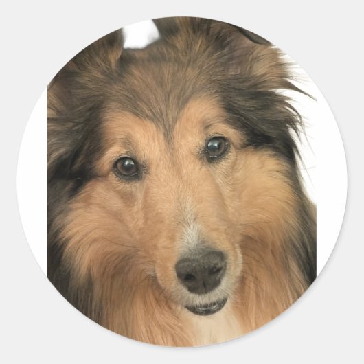 Sheltie Stickers (Voorkant)