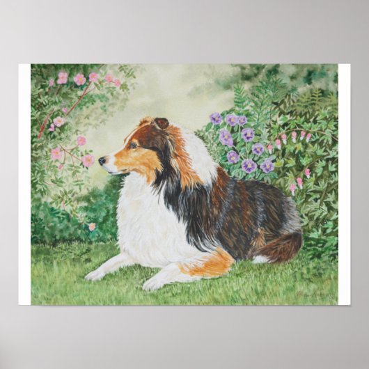 Sheltie Summer Poster (Voorkant)