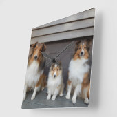 Sheltie Trio Wall Clokd Vierkante Klok (Hoek)