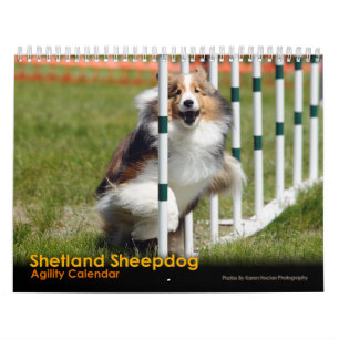 Shelties et tisse le calendrier d'agilité