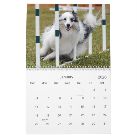 Shelties et tisse le calendrier d'agilité (Jan 2026)