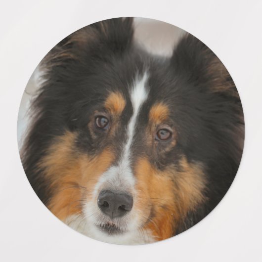 Shelty Labels (Design 2)