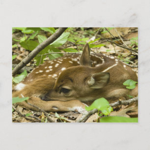 Shenandoah NP, Virginia, Verenigde Staten Briefkaart